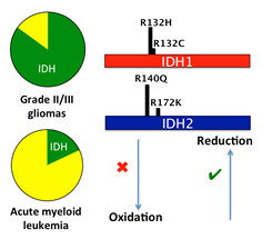 IDH mutation and leukemia